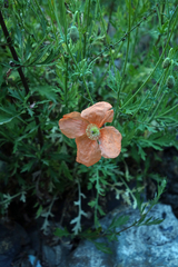 Papaver fugax