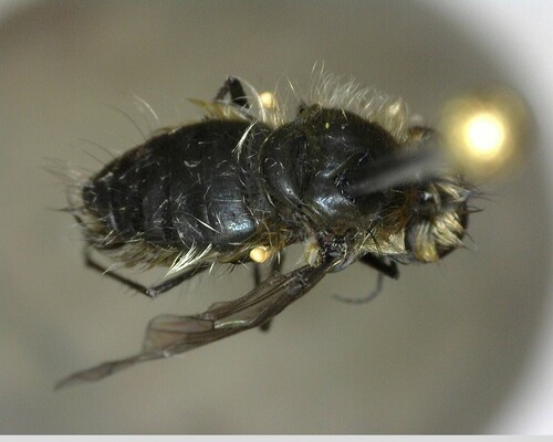 iNaturalist observation photo of Conophorus
