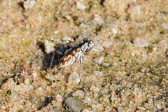 Ellipsoptera macra