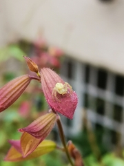 Misumena vatia