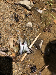 Protographium epidaus