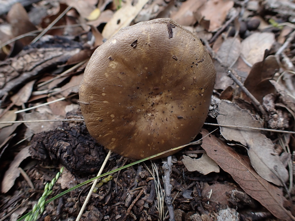 Tricholosporum sp. 'AZ01'