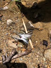 Protographium epidaus