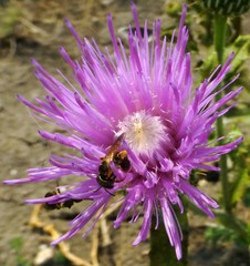 Cirsium
