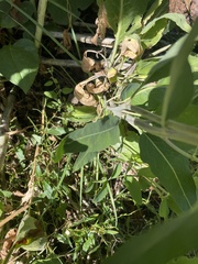 Chlorocrambe hastata