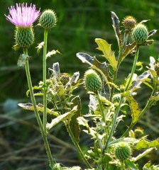 Cirsium