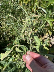 Chlorocrambe hastata