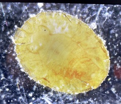 Plakarthrium typicum