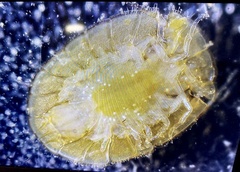 Plakarthrium typicum