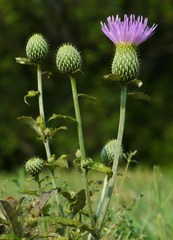 Cirsium