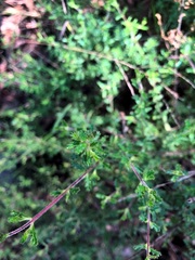 Prostanthera cryptandroides euphrasioides