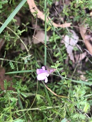 Prostanthera cryptandroides euphrasioides