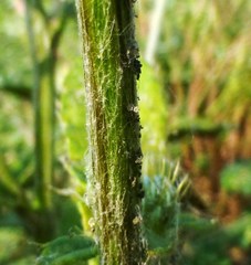 Cirsium