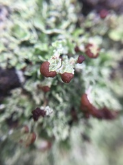 Cladonia enantia