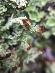Cladonia enantia