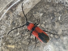 Crossidius coralinus