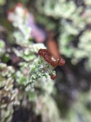 Cladonia enantia