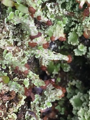 Cladonia enantia