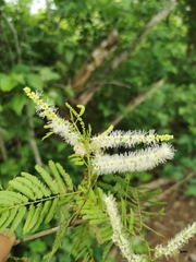 Mimosa arenosa