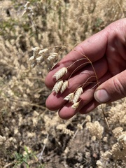 Bromus briziformis