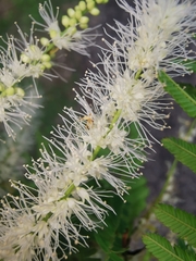 Mimosa arenosa