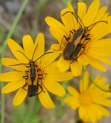 Chauliognathus deceptus