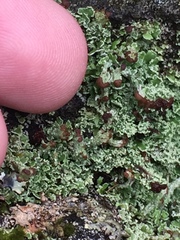 Cladonia enantia
