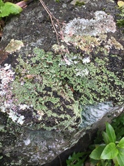 Cladonia enantia