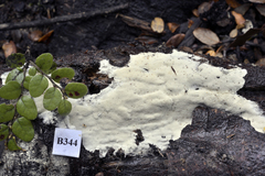 Skeletocutis alutacea