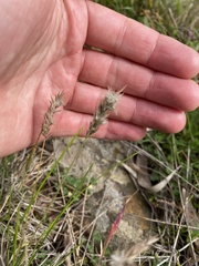 Enneapogon nigricans