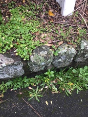 Cladonia enantia