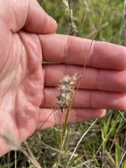 Enneapogon nigricans