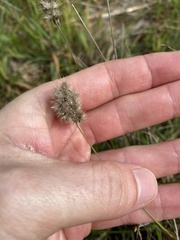 Enneapogon nigricans