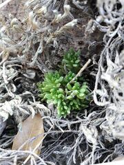 Sedum wrightii