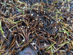 Marasmiellus filopes