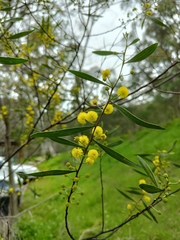 Acacia dodonaeifolia