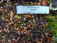 Marasmiellus filopes