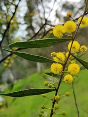 Acacia dodonaeifolia