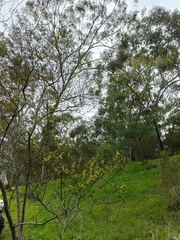 Acacia dodonaeifolia