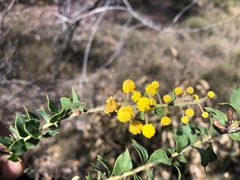 Acacia sertiformis