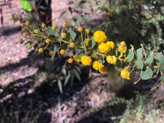 Acacia sertiformis