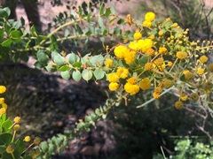 Acacia sertiformis