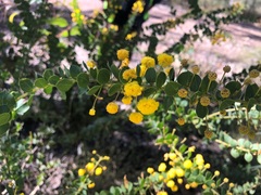 Acacia sertiformis