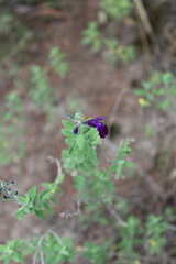 Salvia chamaedryoides