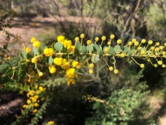 Acacia sertiformis