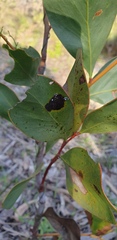 Pseudozaphanera wariensis