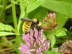 Bombus pensylvanicus