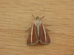 Heliocheilus cramboides