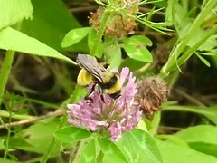 Bombus pensylvanicus