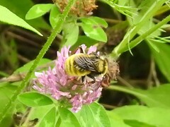 Bombus pensylvanicus